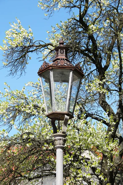 Lâmpada Rua Velha Ramos Florescentes Agradáveis Uma Árvore Cereja Primavera — Fotografia de Stock