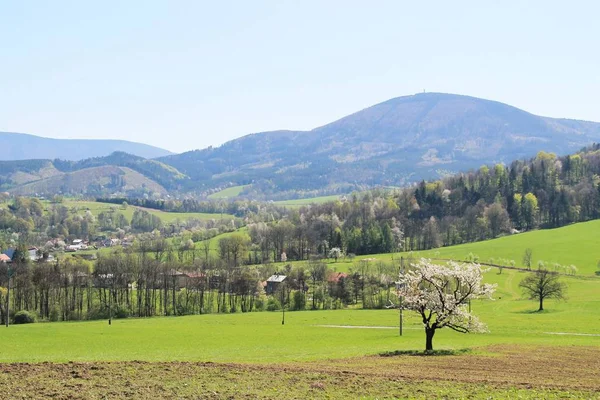 Landschaft Der Schneebedeckten Berge Frühling Mit Blühendem Kirschbaum Vordergrund Tschechische — Stockfoto