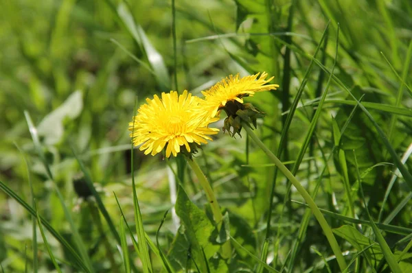 Dos Lindos Dientes León Amarillos Flor Que Tocan Primavera — Foto de Stock