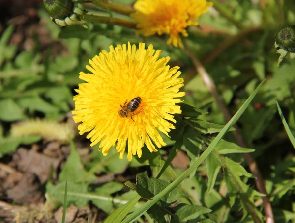 Kis Méh Táplálkozó Pitypang Sárga Virágos Tavaszi — Stock Fotó