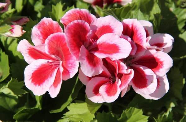 Sluit Foto Van Verschillende Roze Bloemen Van Geranium — Stockfoto