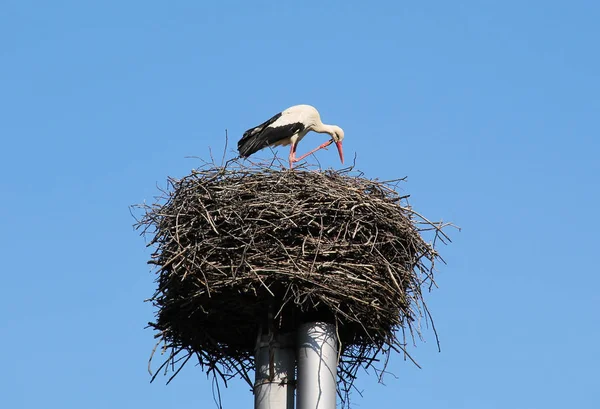 Ooievaar Het Enorme Nest Zijn Hoofd Met Zijn Been Krabben — Stockfoto