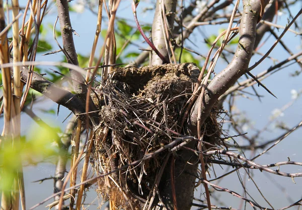 Het Nest Van Vogel Boom Het Voorjaar — Stockfoto