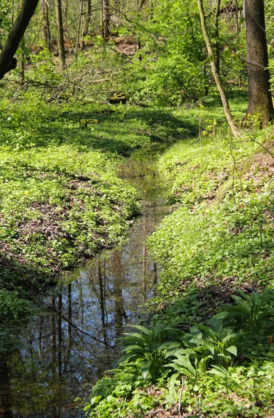 Schmaler Bach Der Frühling Durch Den Grünen Wald Fließt Poodri — Stockfoto