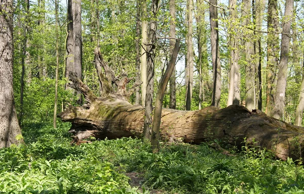 Tronco Apodrecendo Uma Árvore Caída Velha Enorme Floresta Mola Poodri — Fotografia de Stock