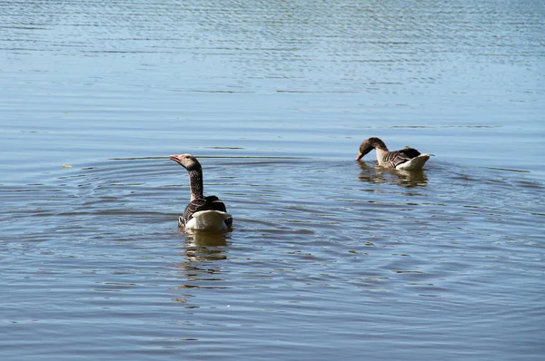 Couple Oies Sauvages Nageant Sur Lac — Photo