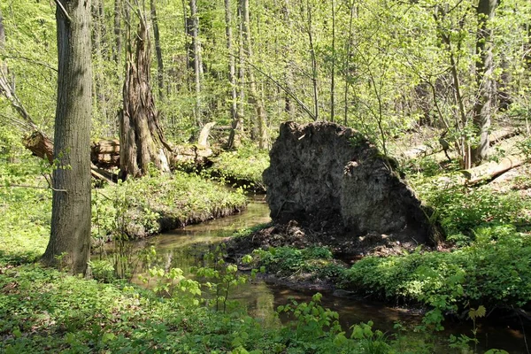 Fallen Trees Spring Forest Narrow Brook Poodri Czech Republic — Stock Photo, Image