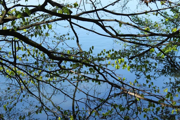 Welter Ramas Árboles Sus Reflejos Sobre Superficie Del Agua Primavera —  Fotos de Stock