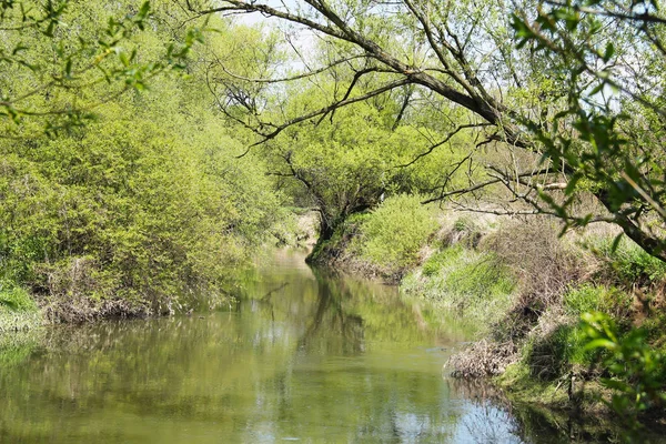 Oder Fluss Mit Schöner Grüner Vegetation Ufer Frühling — Stockfoto