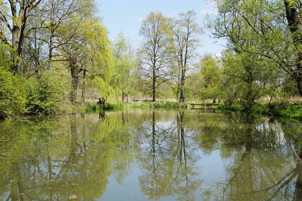 池のほとりの木と晴れた春の日にいくつかのリード Poodri チェコ共和国で — ストック写真