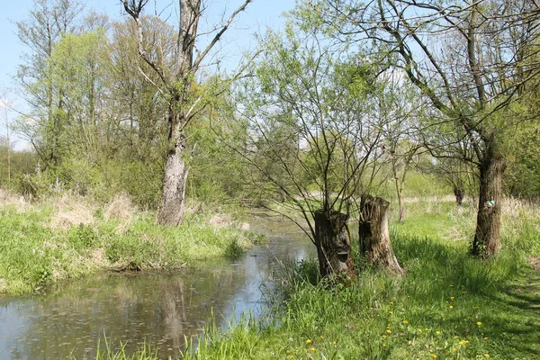 Ιτιές Αυξάνεται Στην Όχθη Ενός Ποταμού Στο Poodri Της Τσεχίας — Φωτογραφία Αρχείου