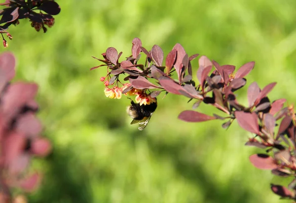 Bumblebee Twig Rose Glow Purple Leaves Small Yellow Blooms — Stock Photo, Image