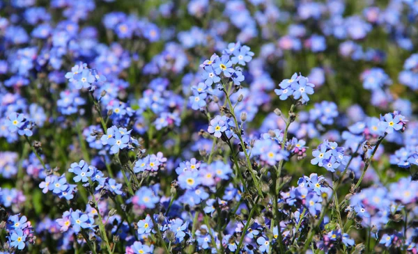 Schließen Foto Von Vielen Blauen Vergissmeinnicht Blumen Frühling — Stockfoto