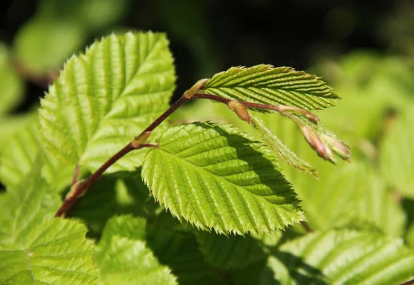 Lkbaharda Taze Yeşil Yaprakları Ile Hazel Twigs Fotoğrafı Kapatın — Stok fotoğraf