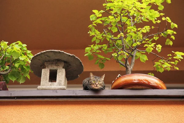Gato Curioso Sentado Varanda Entre Algumas Decorações Olhando Para Baixo — Fotografia de Stock