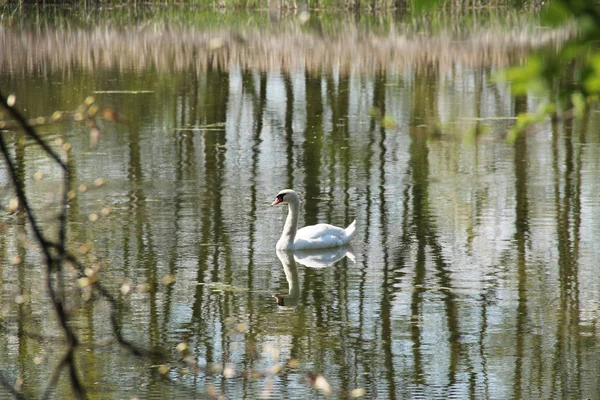 White Swan Swimming Lake Dreamy Reflections Trees Calm Water Surface — Stock Photo, Image