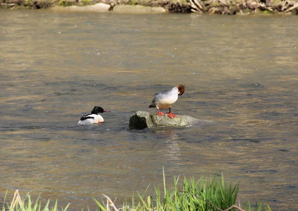 Merganser Fêmea Comum Sobre Pedra Rio Macho Nadando Lado Dele — Fotografia de Stock