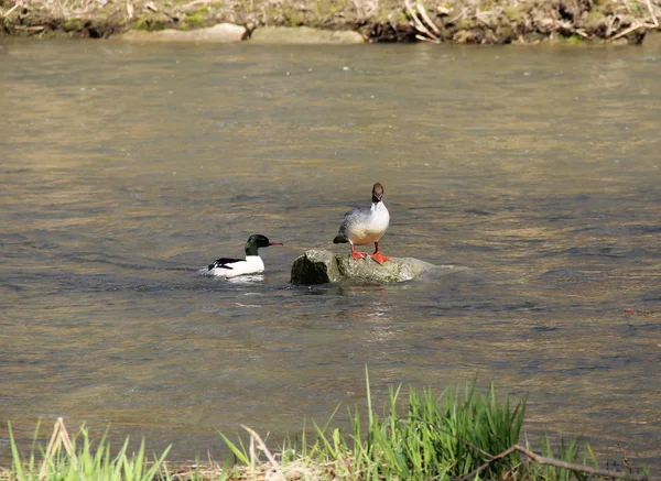 Merganser Fêmea Comum Sobre Pedra Rio Macho Nadando Lado Dele — Fotografia de Stock