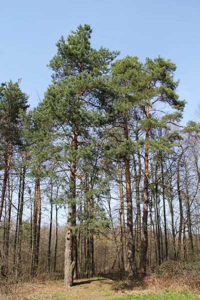 フォレストのいくつかの背の高い松の木 — ストック写真