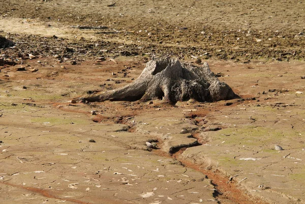 Pahýly Mrtvých Stromů Odhalenými Kořeny Dně Sušícího Jezírka — Stock fotografie