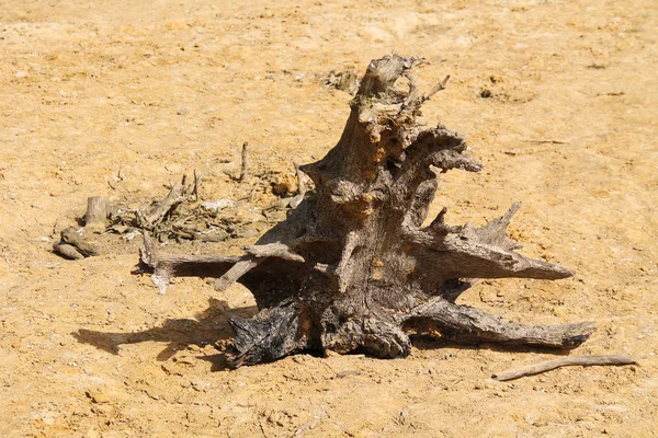 乾燥荒れ地で死んで木の切り株の残党 — ストック写真