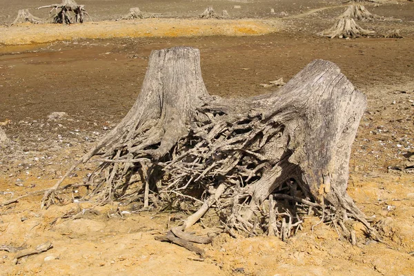 乾燥池の底に根が見える枯れ木の切り株 — ストック写真