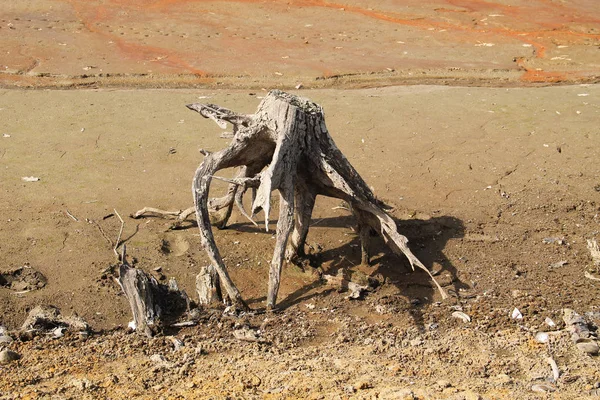 乾燥池の底に根が見える枯れ木の切り株 — ストック写真