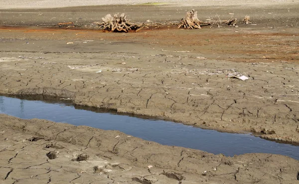 Narrow Brook Flowing Bare Landscape Some Dead Stumps Times Drought — Stock Photo, Image