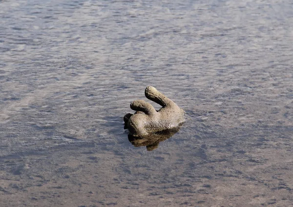 Lost Stuffed Toy Mud Water — Stock Photo, Image