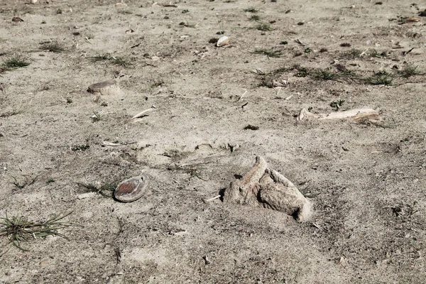 壊れたおもちゃの犬と乾燥した土壌に死んで空ムール貝 — ストック写真