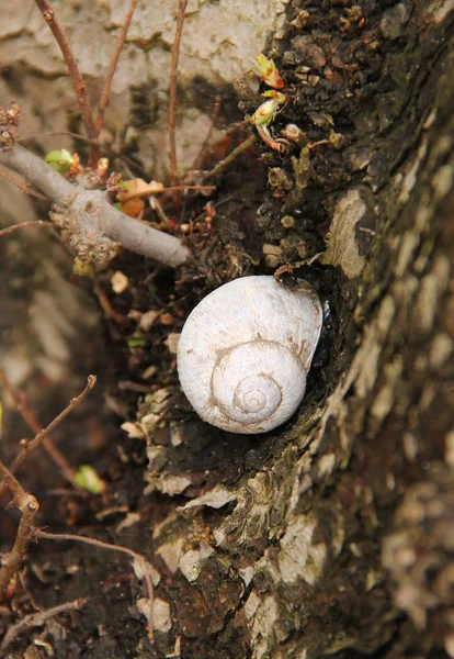 Foto Fechada Caracol Tronco Uma Árvore — Fotografia de Stock