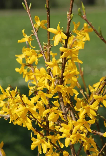 Zárja Forsythia Intermedia Sárga Virágzik Fotó — Stock Fotó