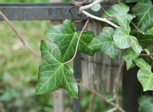 Close Photo Green Leaves Ivy — Stock Photo, Image