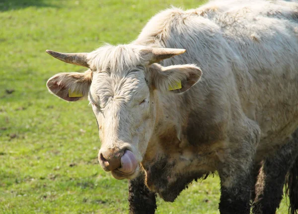 Retrato Vaca Divertida Mostrando Lengua — Foto de Stock