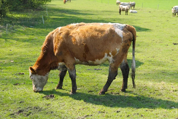 Vaca Marrom Pastoreio Prado — Fotografia de Stock