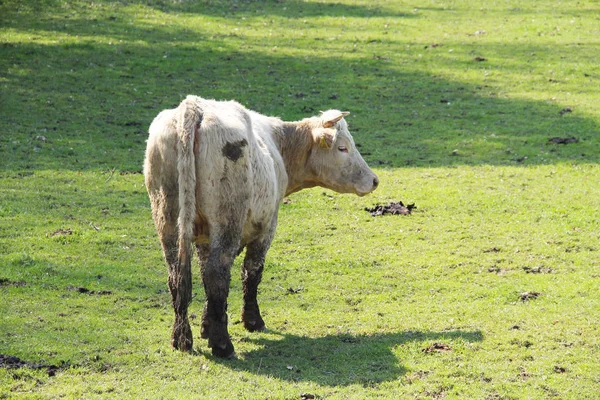 Vaca Beige Claro Prado — Foto de Stock
