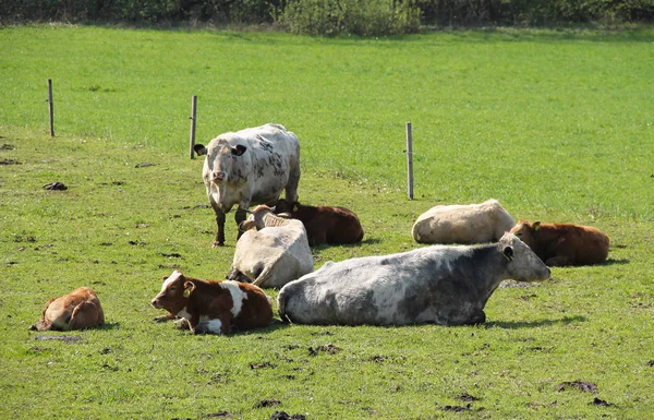Grupo Vacas Adultas Terneros Pasto — Foto de Stock