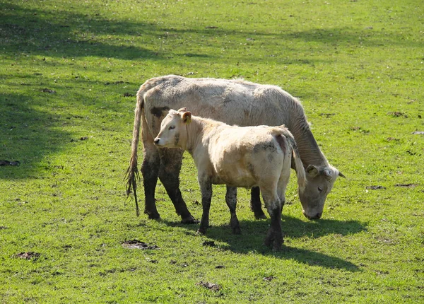 Vaca Beige Clara Con Ternero Prado — Foto de Stock