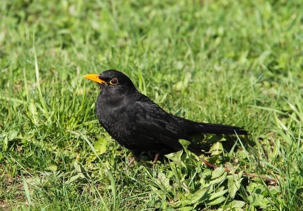 Blackbird Самец Свежей Зеленой Траве Весной — стоковое фото