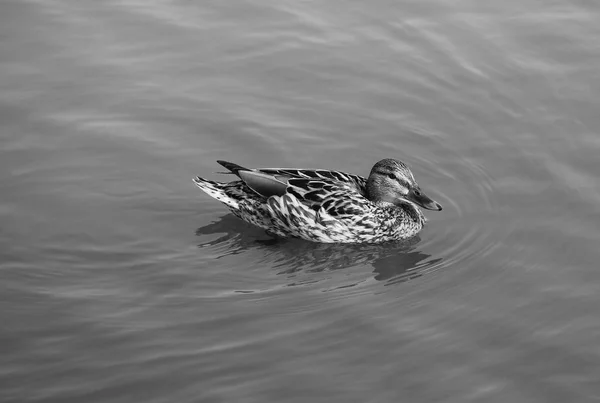 Photo Noir Blanc Canards Femelles Nageant Surface Eau Calme — Photo