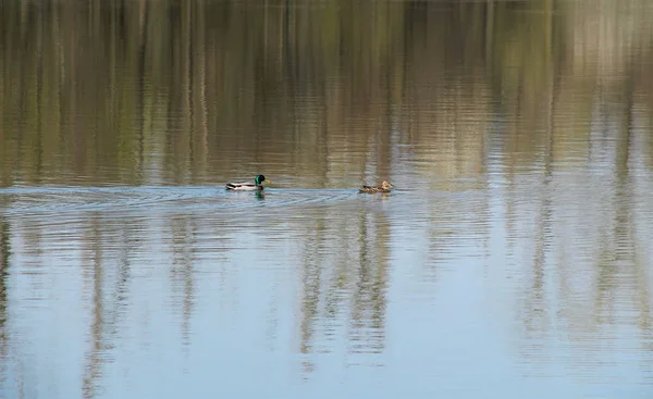 Couple Colverts Nageant Dans Lac Avec Des Reflets Arbres Sur — Photo