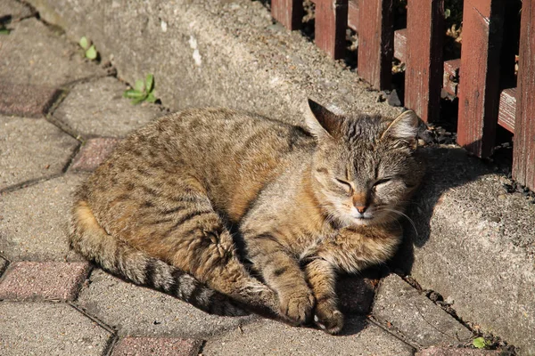 Гарний Пухнастий Кіт Спить Сонці Розслабляється — стокове фото