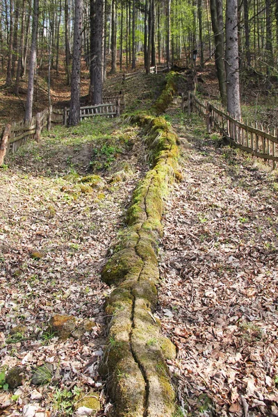 Tuhaf Traverten Cascade Ormanda Çek Cumhuriyeti — Stok fotoğraf