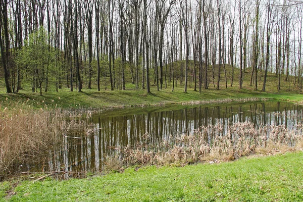 Kleiner Teich Mit Schilf Wald Auf Dessen Oberfläche Sich Einige — Stockfoto