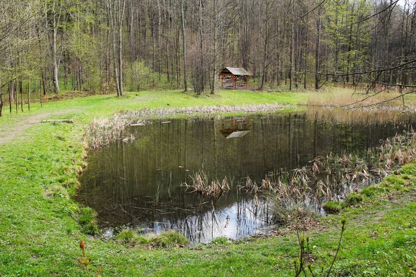Pequena Lagoa Com Alguma Cana Floresta Com Algumas Árvores Abrigo — Fotografia de Stock