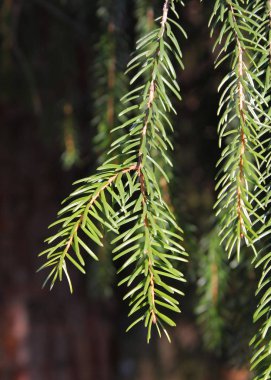 koyu arka plan aksine bir Ladin taze yeşil twigs fotoğrafı kapatın