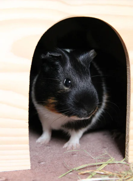 Carino Giovane Cavia Nera Nel Rifugio Legno — Foto Stock