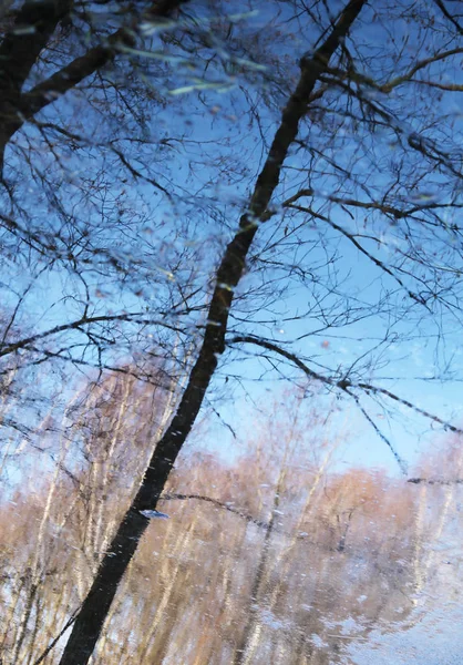 Reflexão Troncos Árvores Superfície Água — Fotografia de Stock