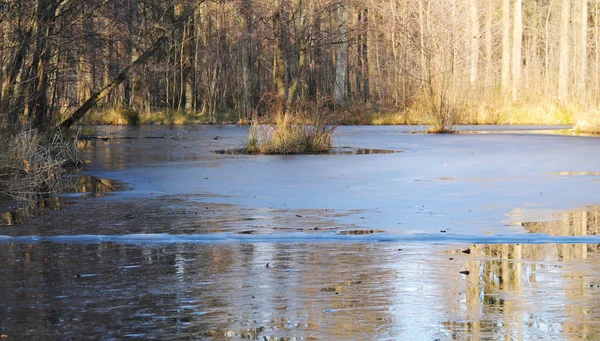 Lac Kamenec Partiellement Gelé Dans Forêt Automne République Tchèque — Photo