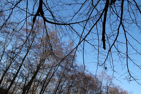 Γυμνά Κλαδιά Και Δέντρα Πίσω Τους Φθινόπωρο — Φωτογραφία Αρχείου